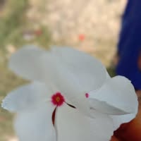 523421860 1114084260638519 2536991684792267772 n